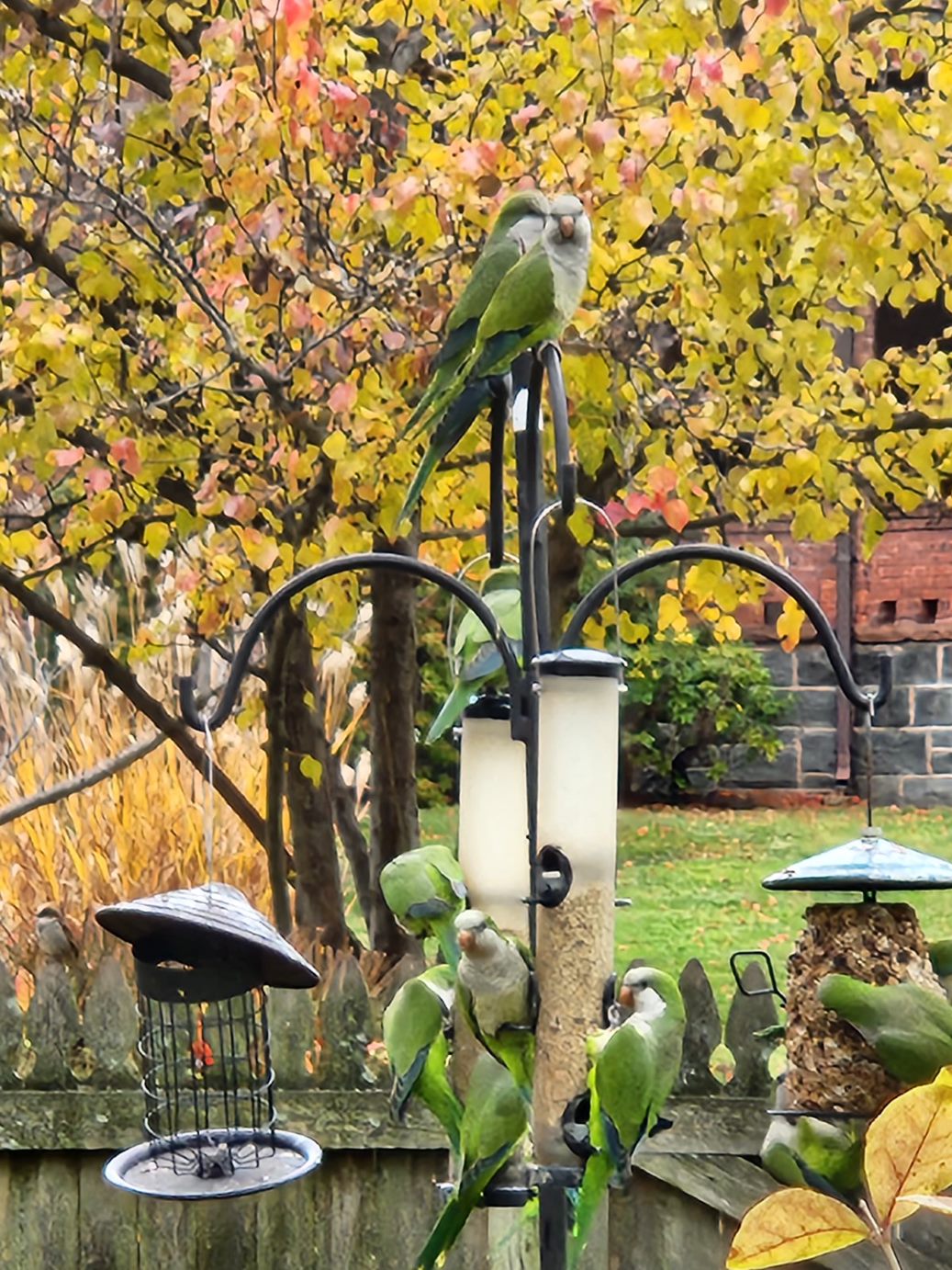 Vertical photo of eight green Monk Parakeets standing on a bird feeder with a tree and a wooden fence in the background